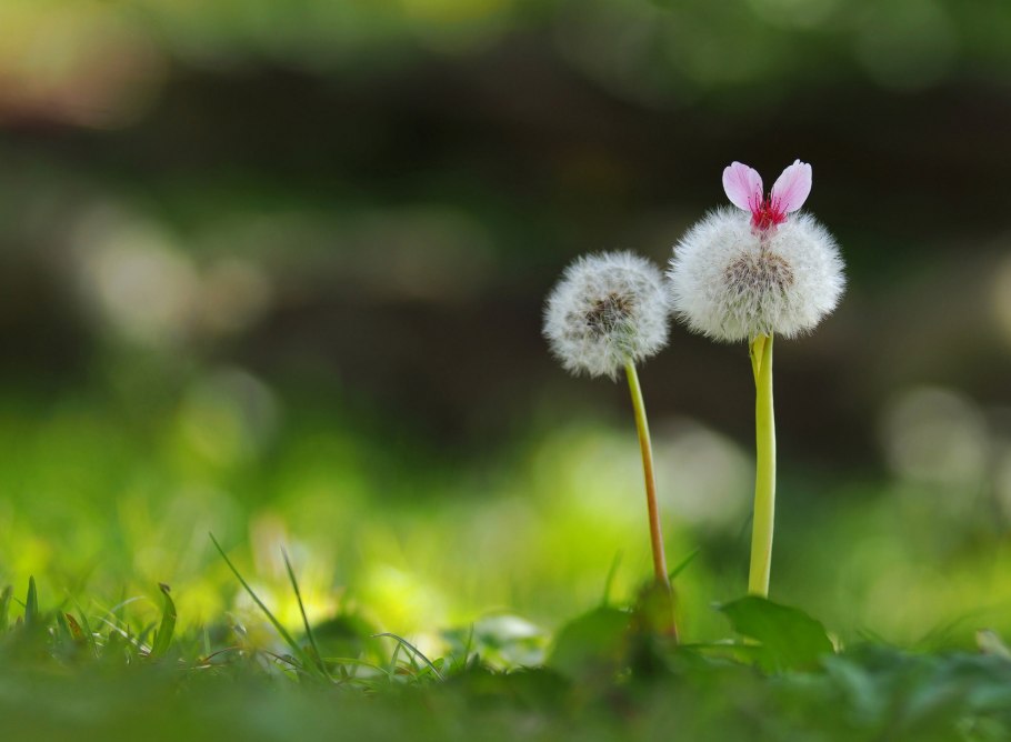 Паппус одуванчика