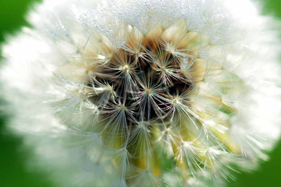 Пушистые цветы