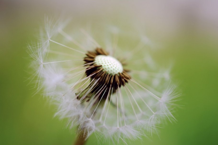 Круглые пушистые цветы