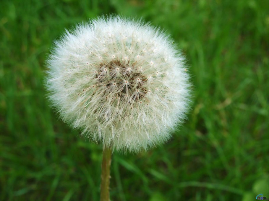 Пушистые цветы