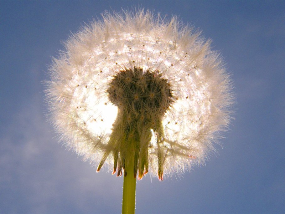 Кульбаба одуванчик