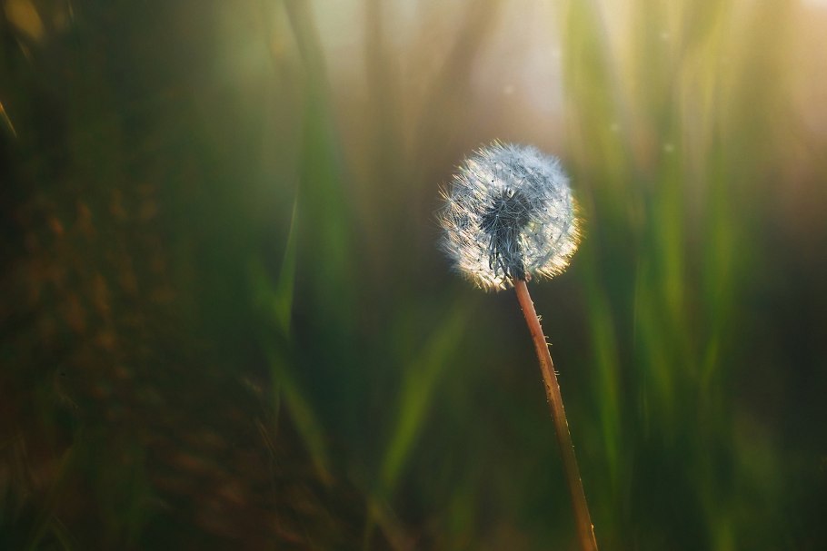 Цветок похожий на пушистый одуванчик