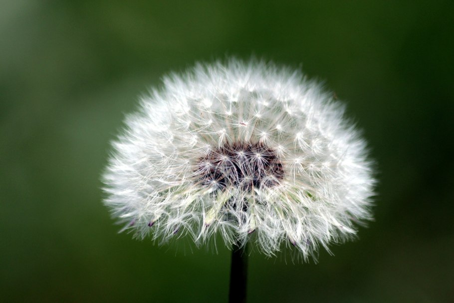 Тянь-Шанский одуванчик