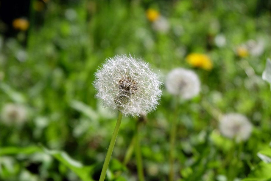 Семена цветков одуванчика Геншин