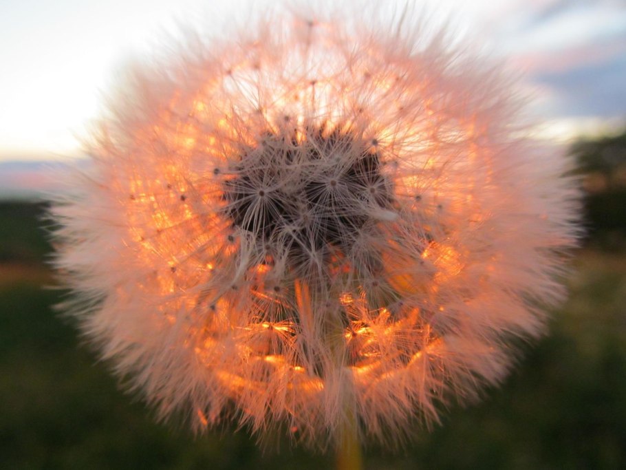 Лето пушистые белые одуванчики