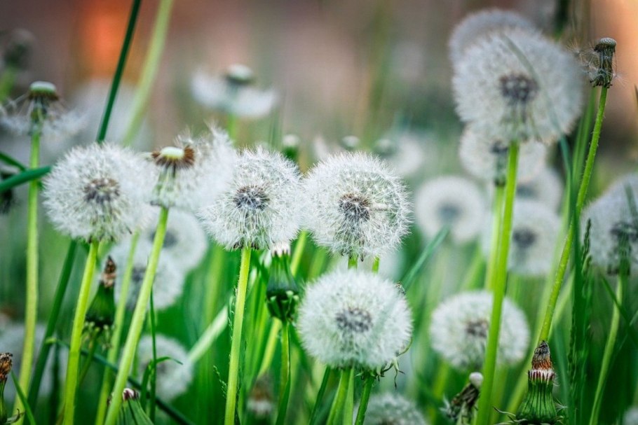 Красивые одуванчики