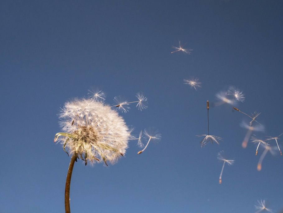 Паппус одуванчика