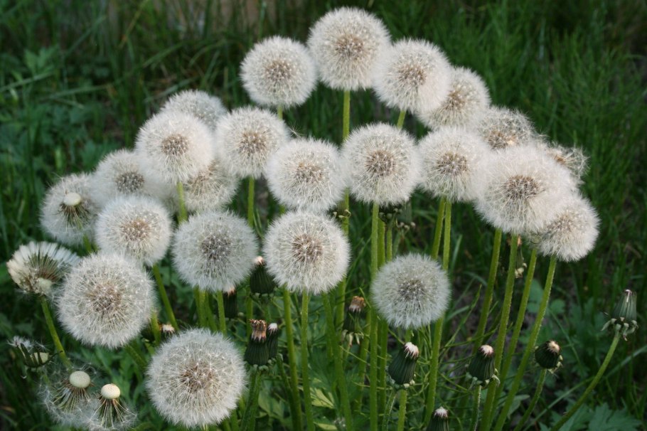 Пушистый сорняк