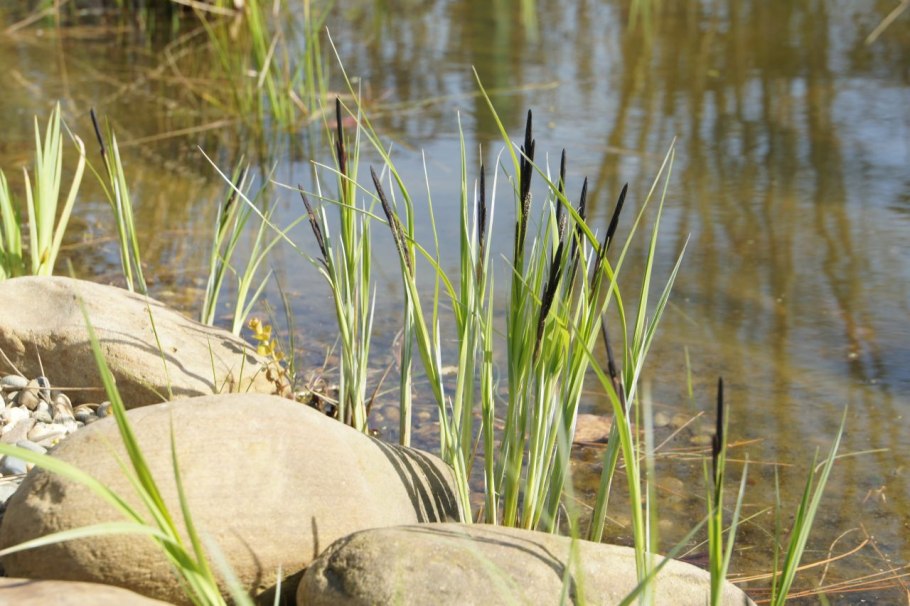 Осока чёрноколосая