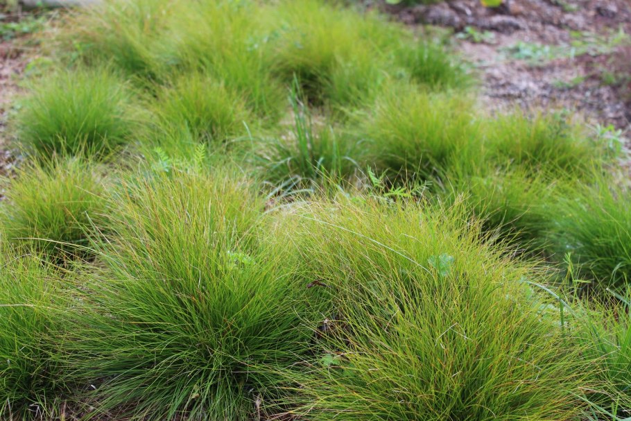 Осока метельчатая Carex paniculata