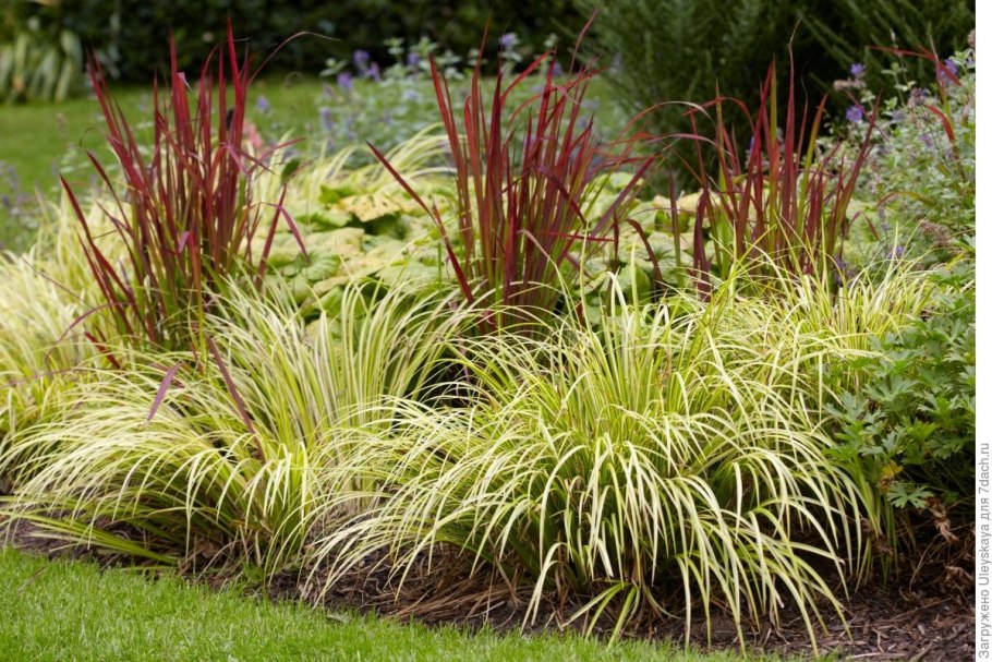 Злаки в горшках