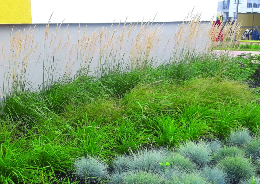 Осока гладконосая (Carex leiorhyncha)