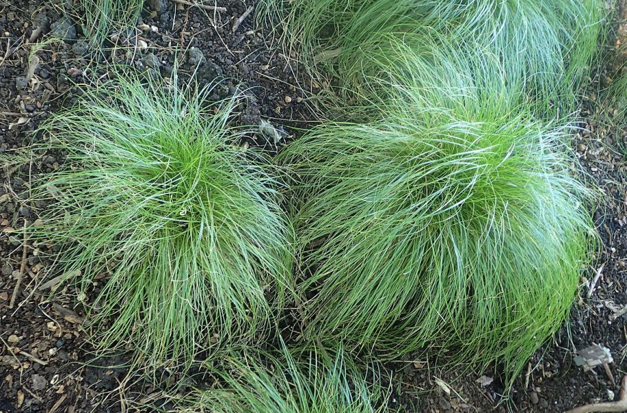 Осока метельчатая