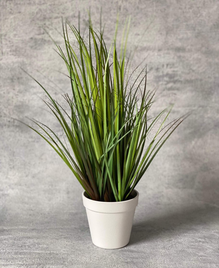 Пухонос дернистый