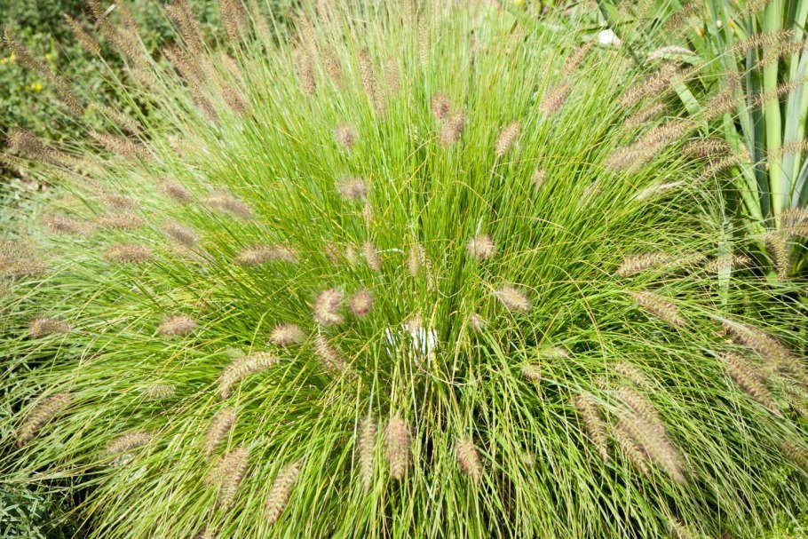 Осока высокая (Carex elata) "Aurea"