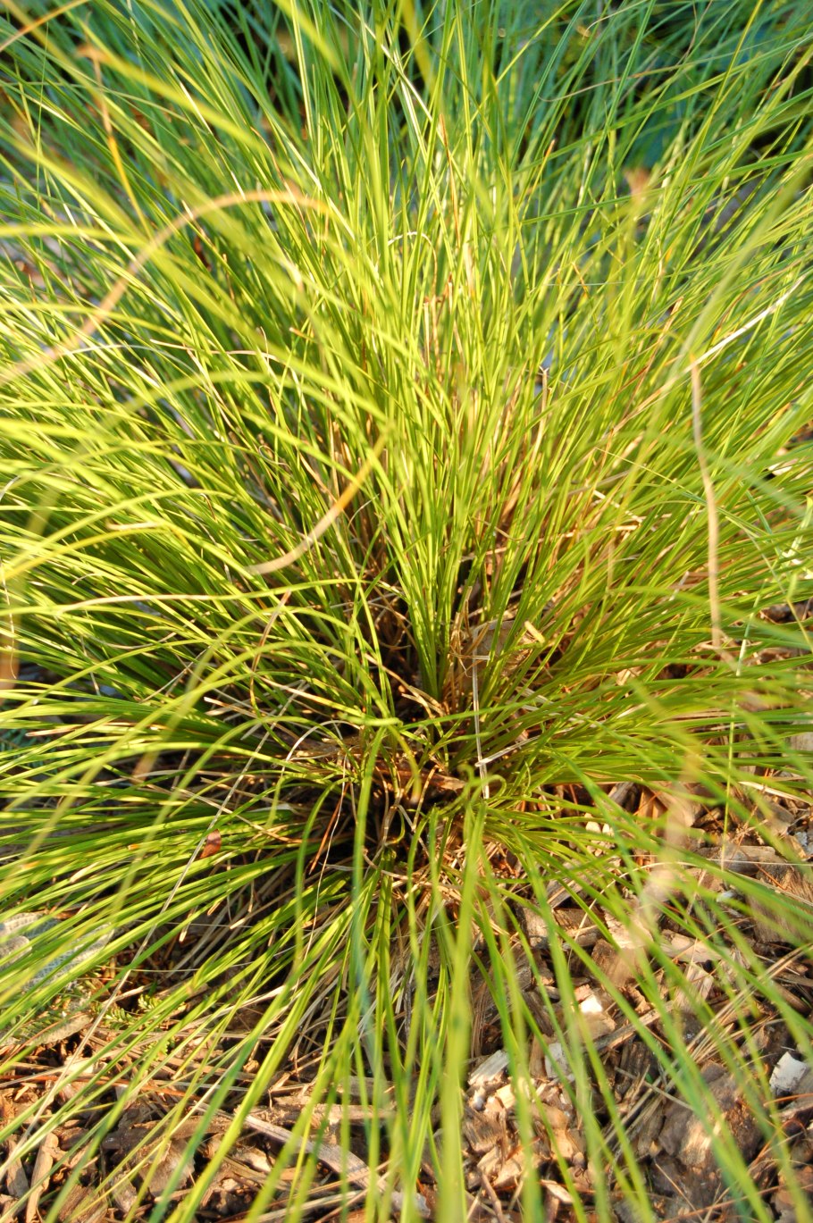 Carex leiorhyncha
