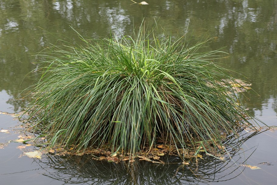 Болотные растения Осока