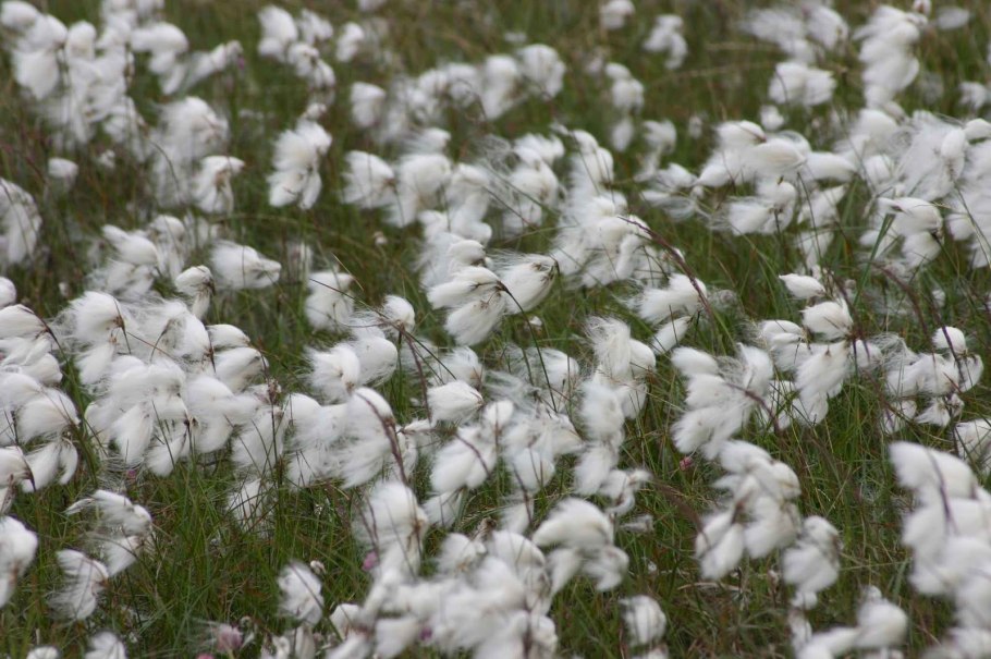 Пушица Eriophorum angustifolium
