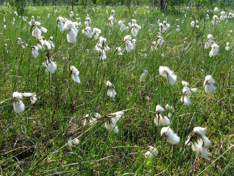 Пушица узколистная (Eriophorum angustifolium)