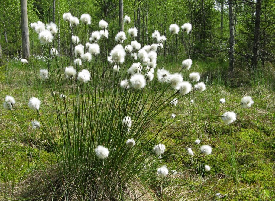 Пушица влагалищная Eriophorum vaginatum