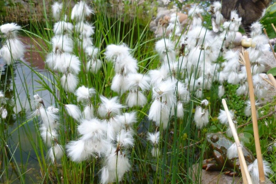Пушица Eriophorum angustifolium