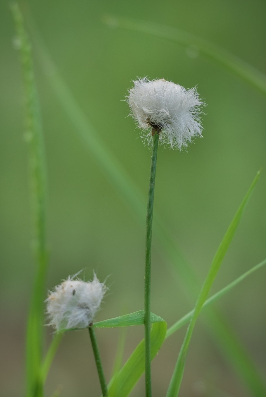 Пушица красивощетинковая