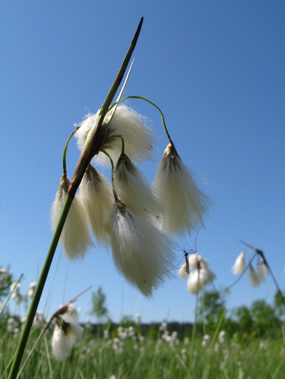 Пушица Eriophorum angustifolium