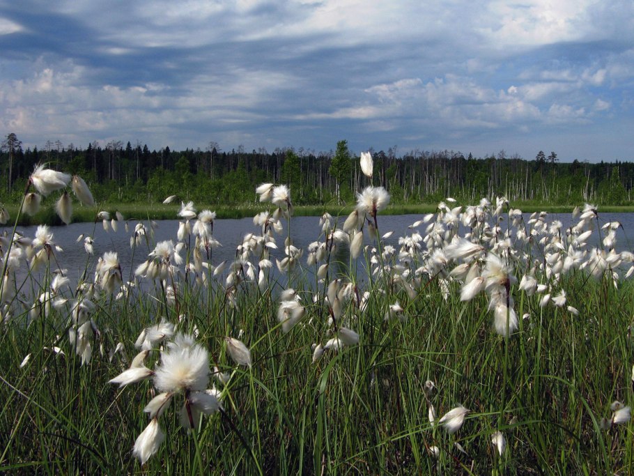 Пушица Пухонос