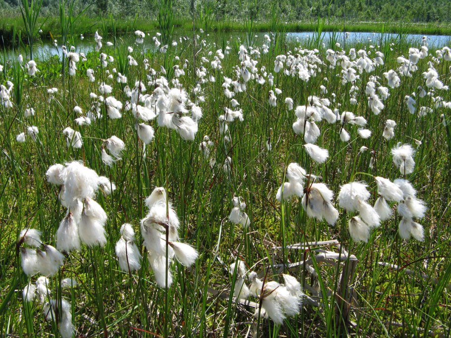 Пушица многоколосковая