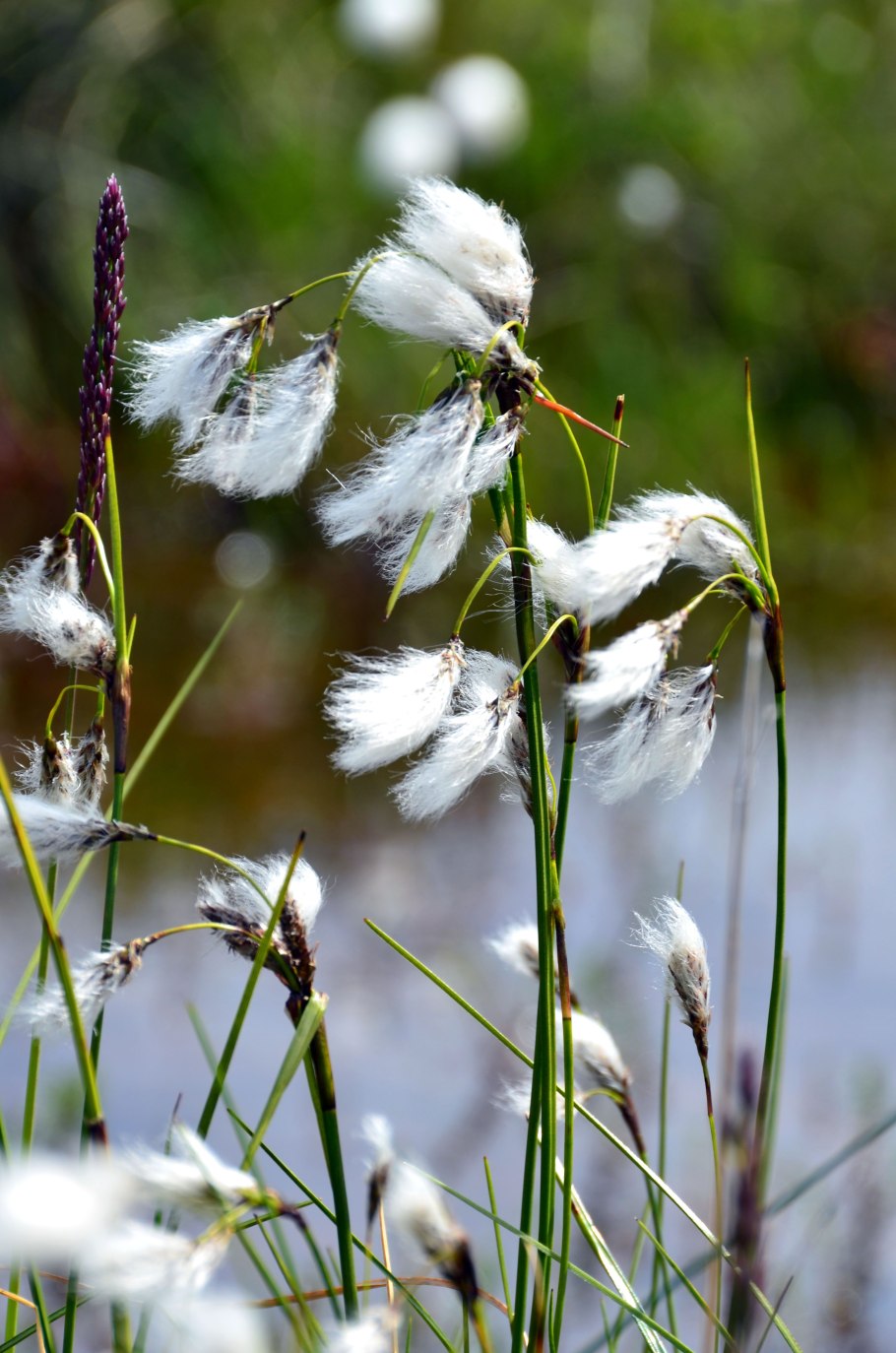 Пушица Болотная