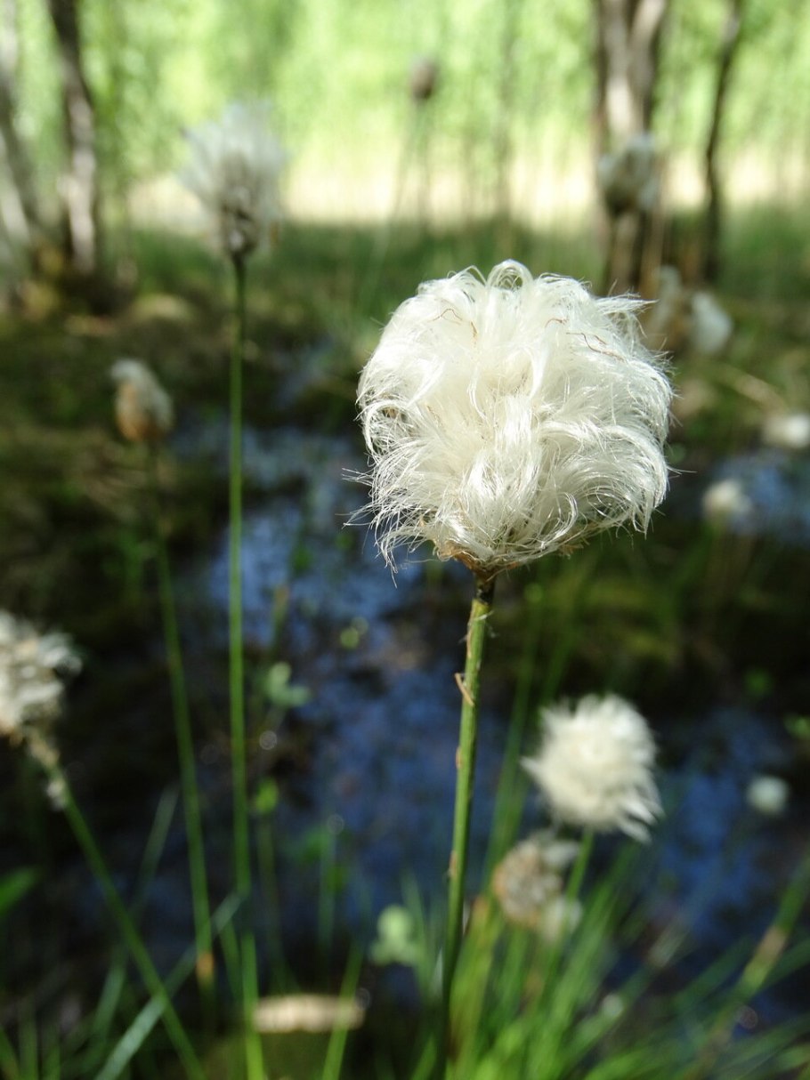 Пушица (Eriophorum)