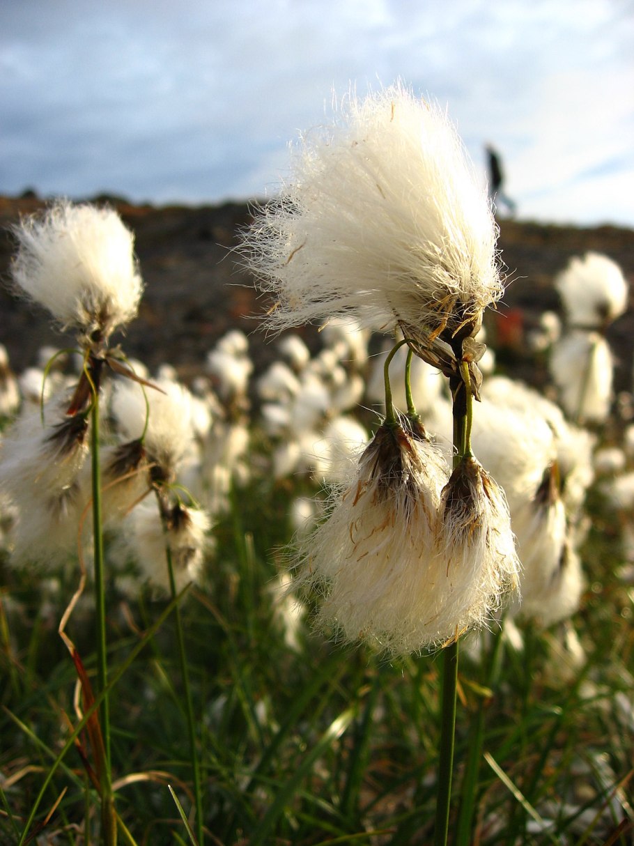 Пушица (Eriophorum)