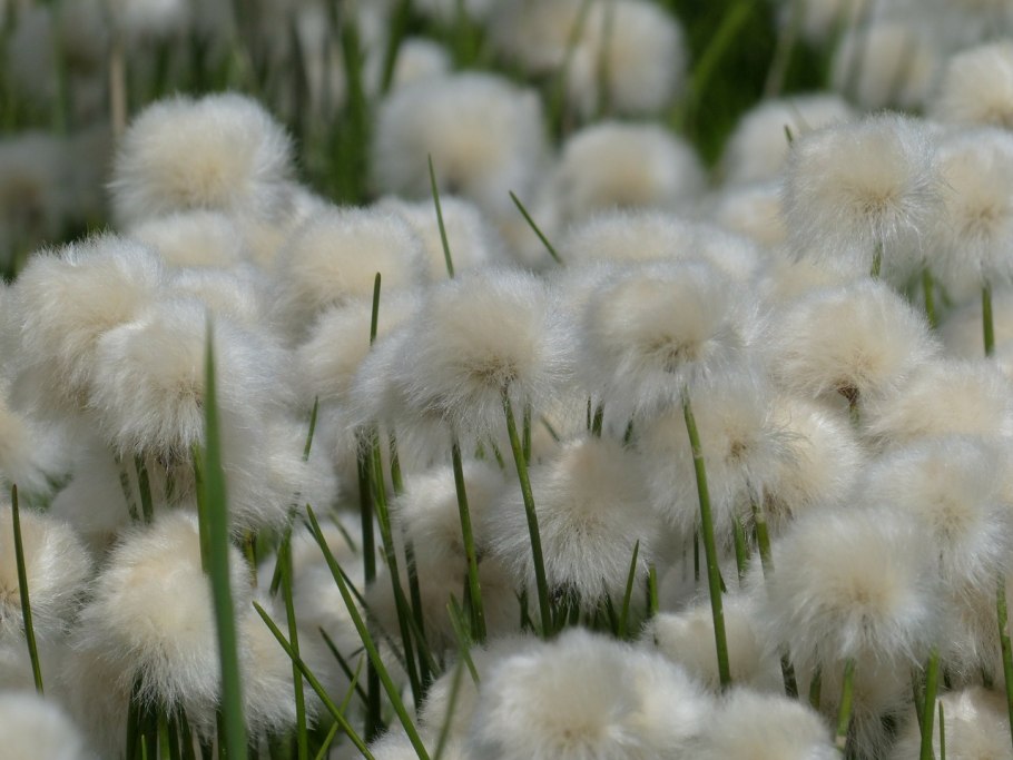 Пушица Eriophorum angustifolium
