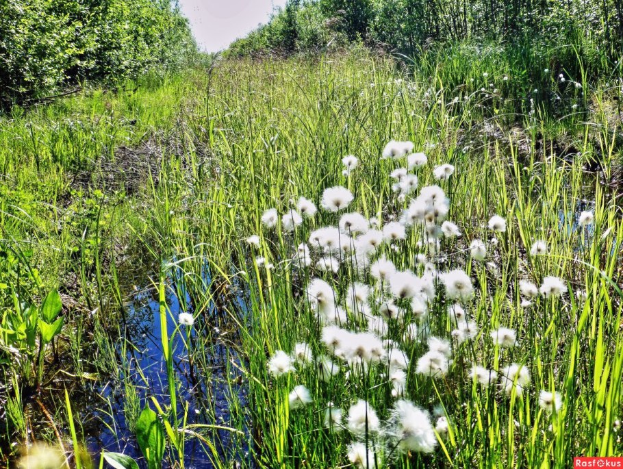 Пушица узколистная (Eriophorum angustifolium)