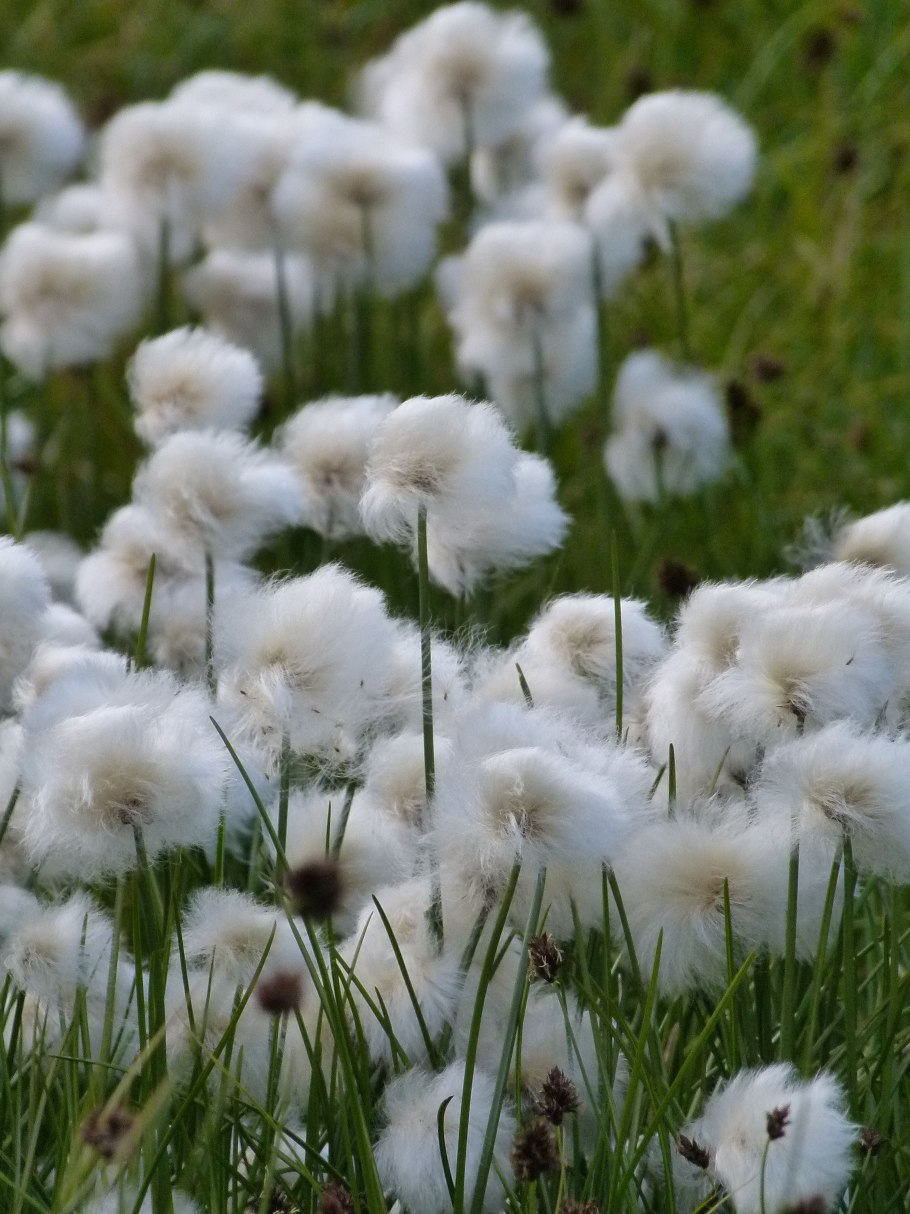 Пушица Болотная