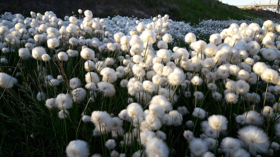 Пушица влагалищная Eriophorum vaginatum