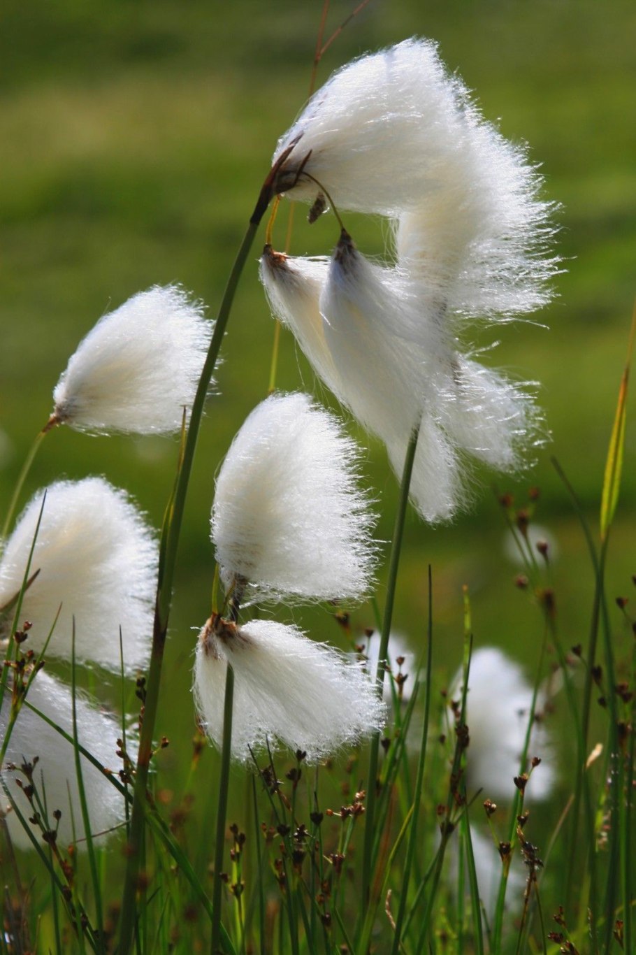 Пушица (Eriophorum)