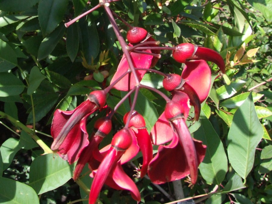 Myrothamnus flabellifolia
