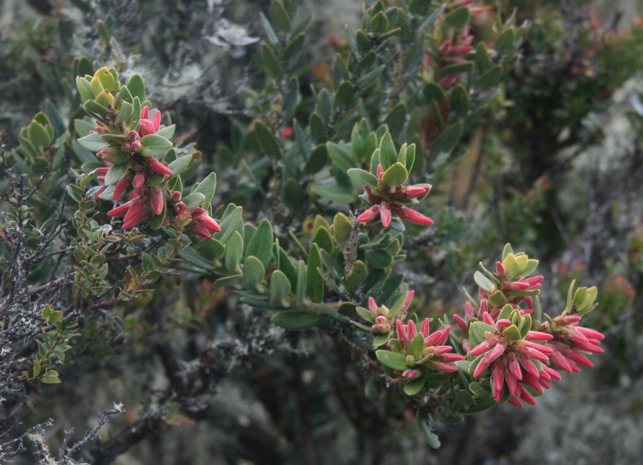 Иерихонская роза (anastatica hierochuntica)