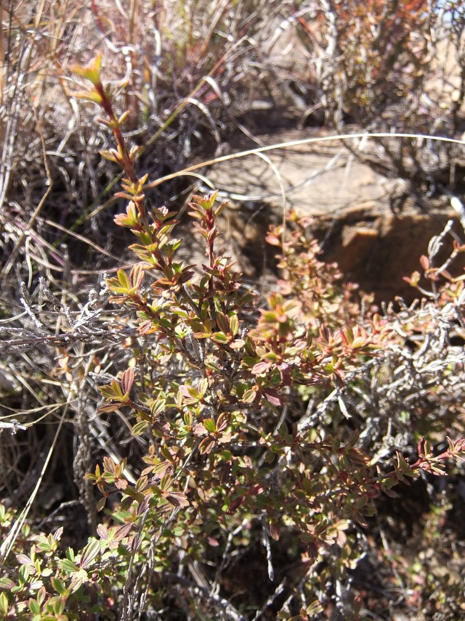 Myrothamnus flabellifolia