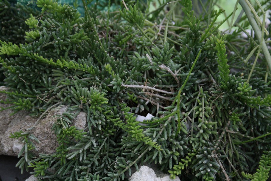 Чапталия томентоза