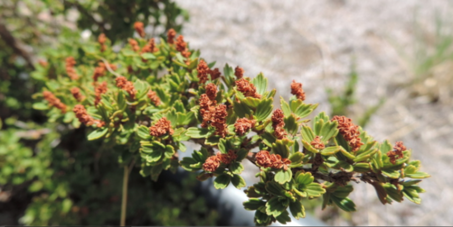 Миротамнус оживающее растение