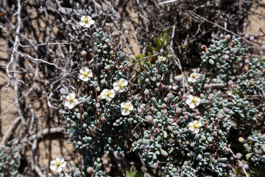 Scleranthus perennis