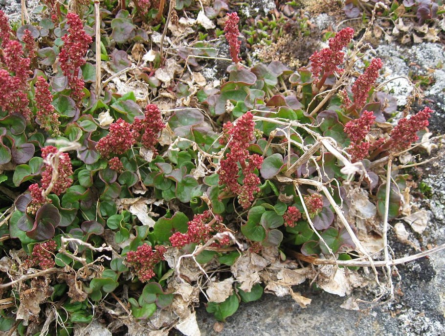 Астрагал пушистоцветковый