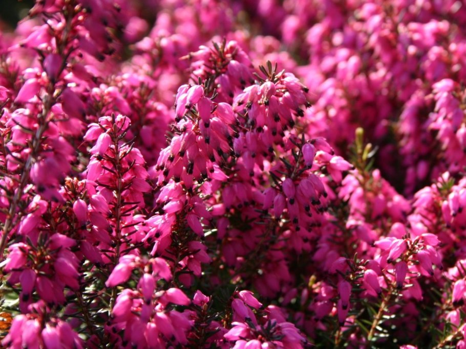 Вереск Эрика дарленская