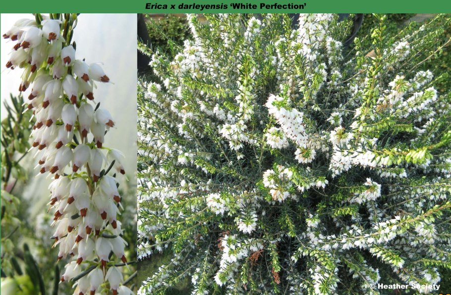 Эрика травяная Винтерсонне