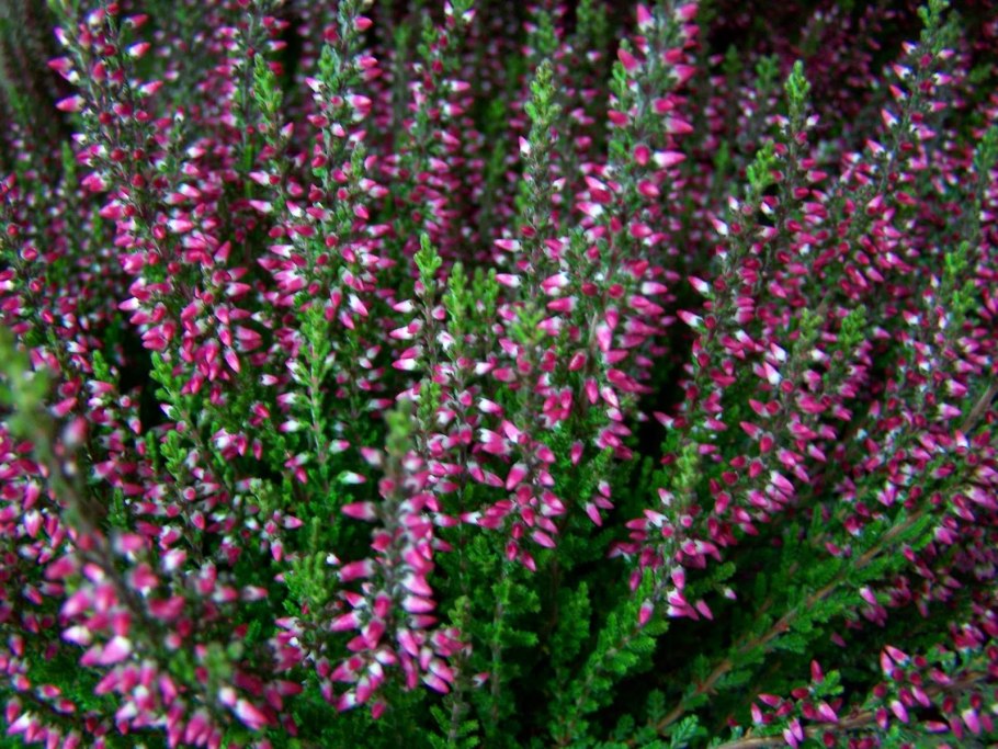 Вереск Зильбершмельц