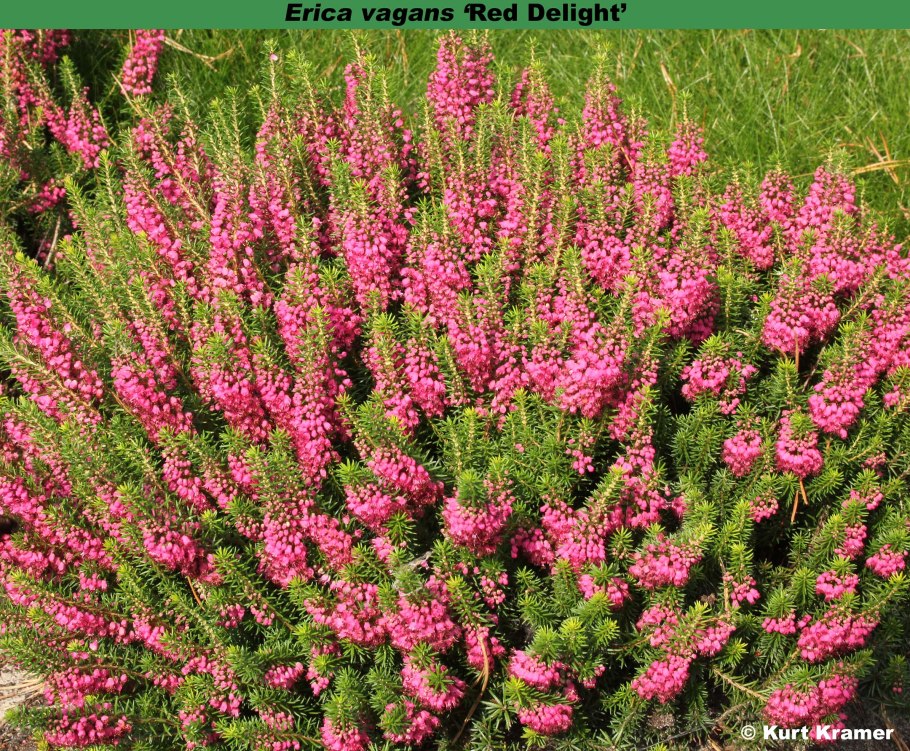 Эрика травянка Винтер Бьюти