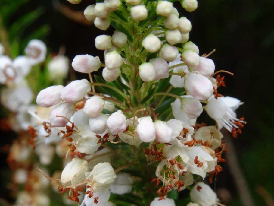 Эрика травяная Винтер Бьюти