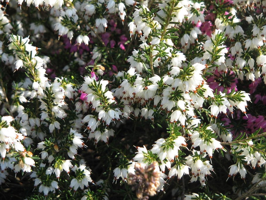 Erica Vagans